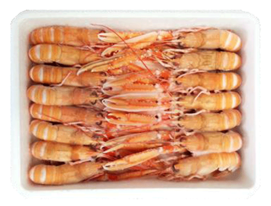 Foto de Cigalas Nº  0