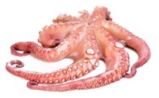 Foto de Pulpo