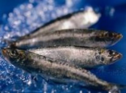 Foto de Sardina 30-35 pk 1kg