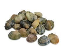 Foto de Almeja Fina 60/80