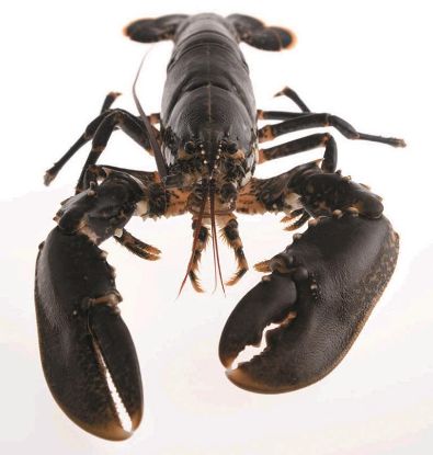 Foto de Bogavante Entero 300/350gr.