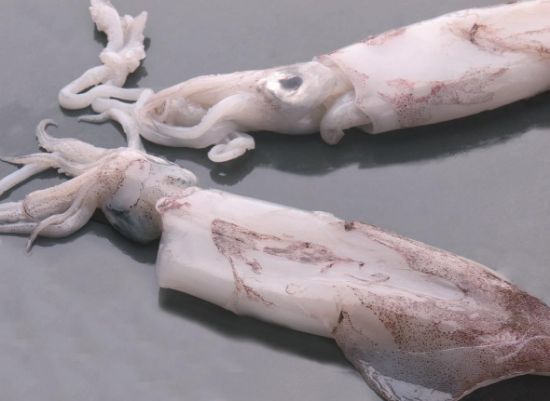 Foto de Calamar Nacional  P