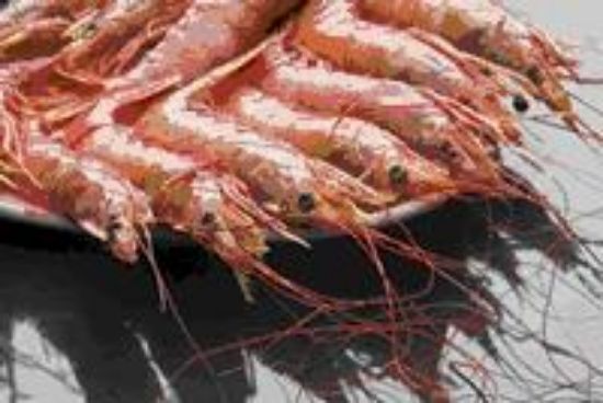 Foto de Gambón Argentino 3 Blueline Abordo