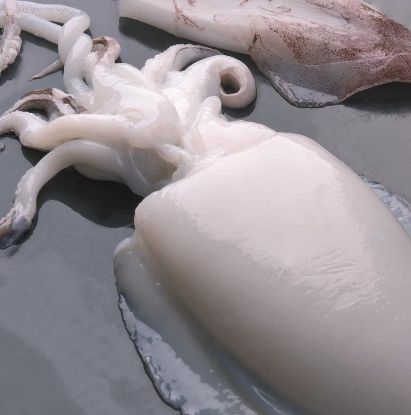 Foto de Choco Limpio IQF MM (400/600) Marruecos