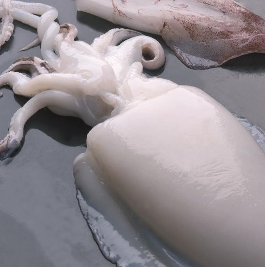 Foto de Choco Limpio IQF MM (400/600) Marruecos