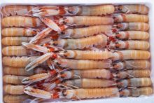 Foto de Cigalas Nº 1