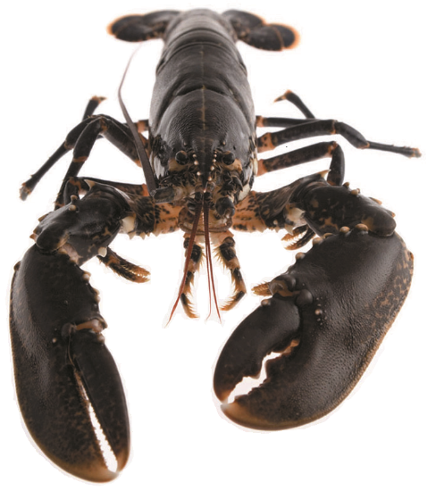 Foto de Bogavante Entero 350/400gr. UNIDAD